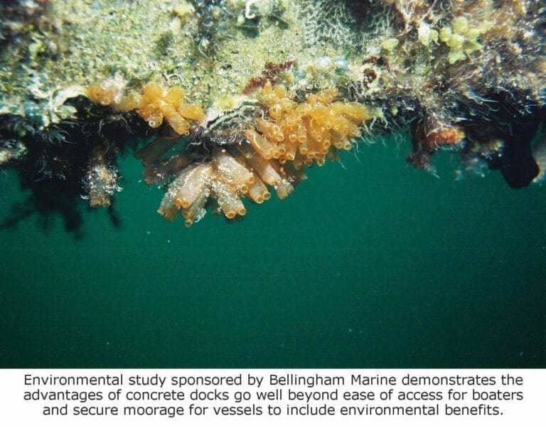 Illustrative image for floating concrete docks environmental benefits: bmi6018_EnvironmentalReport07